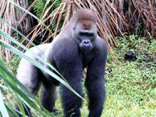 Zentralafrika, Gabun: Tierparadies zwischen Dschungel und Meer - Gorilla-Mnnchen