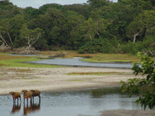 Zentralafrika, Gabun: Tierparadies zwischen Dschungel und Meer - Tiere an der Waldkante