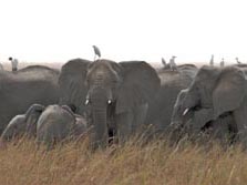 Zentralafrika, Kamerun: Ein Bilderbuch namens Afrika - Elefanten dienen als Landepltze fr Vgel